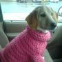 एक गर्म नई चीज़ या कुत्ते के लिए स्वेटर कैसे बुनें एक छोटे कुत्ते के लिए DIY बुना हुआ स्वेटर