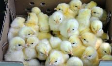 Pitovni piščanci: gojenje doma, hranjenje