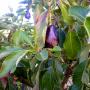Gdje raste avokado, u kojim zemljama: popis, zanimljive činjenice