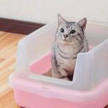 จะทำอย่างไรถ้าแมวไม่เข้าห้องน้ำเป็นเวลาหลายวัน