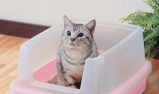 จะทำอย่างไรถ้าแมวไม่เข้าห้องน้ำเป็นเวลาหลายวัน