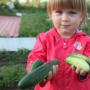 क्या बच्चे खीरा खा सकते हैं?