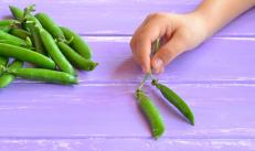 คุณสามารถให้พืชตระกูลถั่วแก่ลูกของคุณอายุเท่าไหร่ - ถั่ว, ถั่วและถั่วเลนทิล?