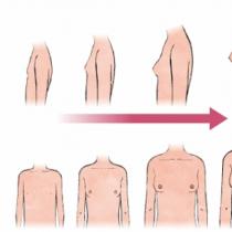 Bagaimana payudara tumbuh: tahapan perkembangan dan apakah dapat dipengaruhi